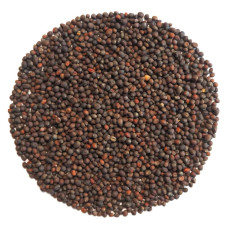 OraGarden Keimsprosskit mit Roter Kohlrabi Samen