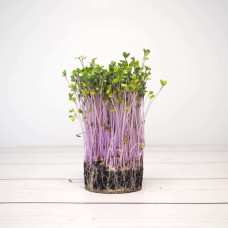 OraGarden Keimsprosskit mit Roter Kohlrabi Samen