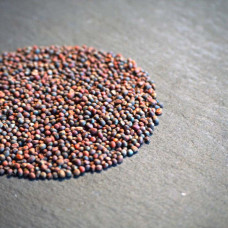 OraGarden Keimsprosskit mit Roter Kohlrabi Samen