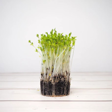 OraGarden Keimsprosskit mit Kresse Samen