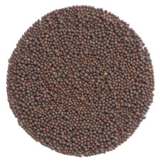 OraGarden Keimsprosskit mit Mizuna Samen