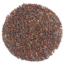 OraGarden Bio-Keimsaat Pak Choi (Pak Choi Samen) 30 g