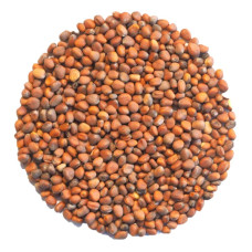 OraGarden Keimsprosskit mit Radieschen Samen