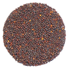 OraGarden Bio-Keimsaat Senf Rot (Senf Rot Samen) 30 g