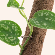 Sybotanica Biobasierter Clips zum Klettern 15er Set