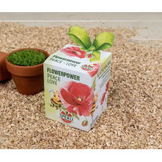 Sperli Anzuchtset inkl. Tontopf, Substrat & Saatgut