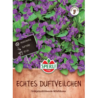 Sperli Echte Duftveilchensamen