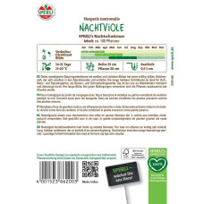 Sperli Nachtviolensamen Nachtschwärmer