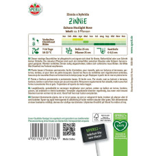 Sperli Zinniensamen Zahara Starlight Rose