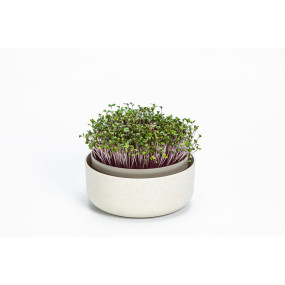 Plastia Urbalive Keimsprosskit für Microgreens, Elfenbein
