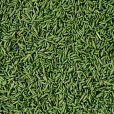 COMPO SAAT® Nachsaat-Rasen 500 g für 25 m²