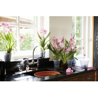 Elho Green Basics Orchidee Blumentopf Untersetzer Ø 10cm, Transparent