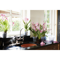 Elho Green Basics Orchidee Blumentopf Untersetzer Ø 10cm, Transparent