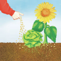 COMPO BIO NaturDünger Guano 3 kg