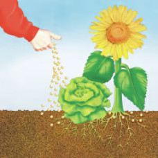 COMPO BIO NaturDünger Guano 3 kg