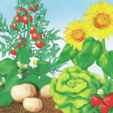 COMPO BIO NaturDünger Guano 3 kg