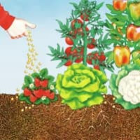 COMPO BIO Rhododendron- und Hortensien Langzeit-Dünger mit Schafwolle 0.75 kg