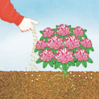 COMPO BIO Rhododendron- und Hortensien Langzeit-Dünger mit Schafwolle 0.75 kg