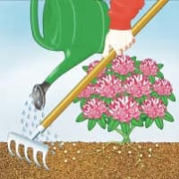 COMPO BIO Rhododendron- und Hortensien Langzeit-Dünger mit Schafwolle 0.75 kg