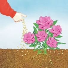 COMPO BIO Rosen Langzeit-Dünger mit Schafwolle 2 kg