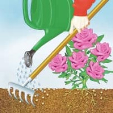 COMPO BIO Rosen Langzeit-Dünger mit Schafwolle 2 kg