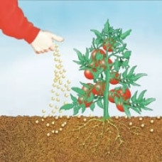 COMPO BIO Tomaten Langzeit-Dünger mit Schafwolle 0.75 kg