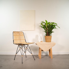 Shadowplant Calathea Miroscha - 75-85 cm, Ø19 сm