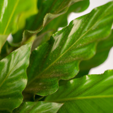 Shadowplant Calathea Miroscha - 75-85 cm, Ø19 сm