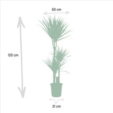 Vda Plant Dracaena Marginata - 120 cm, Ø 21 cm