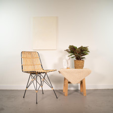 Shadowplant Calathea Makoyana - 45 cm, Ø 14 cm