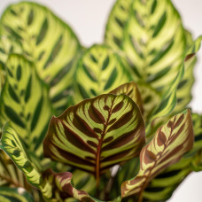 Shadowplant Calathea Makoyana - 45 cm, Ø 14 cm