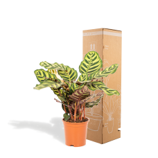 Shadowplant Calathea Makoyana - 45 cm, Ø 14 cm