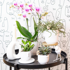 Kolibri Phalaenopsis Orchidee Mineral Rotterdam, Rosa - Ø9 cm