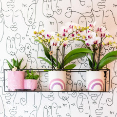 Kolibri Phalaenopsis-Orchidee Mineral Gibraltar, Weiße - Ø9 cm