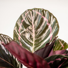 Shadowplant Calathea Dottie - 40 cm, Ø 14 cm