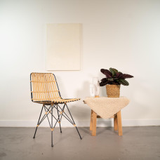 Shadowplant Calathea Dottie - 40 cm, Ø 14 cm