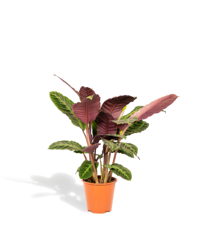 Shadowplant Calathea Warscewiczii - 65-75 cm, Ø 19 cm