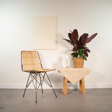 Shadowplant Calathea Warscewiczii - 65-75 cm, Ø 19 cm