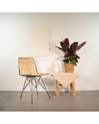 Shadowplant Calathea Warscewiczii - 65-75 cm, Ø 19 cm