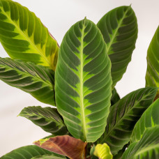 Shadowplant Calathea Warscewiczii - 65-75 cm, Ø 19 cm