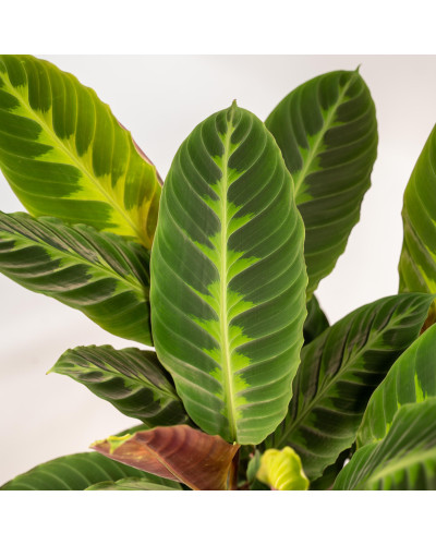 Shadowplant Calathea Warscewiczii - 65-75 cm, Ø 19 cm