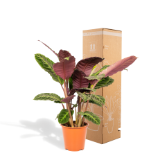 Shadowplant Calathea Warscewiczii - 65-75 cm, Ø 19 cm