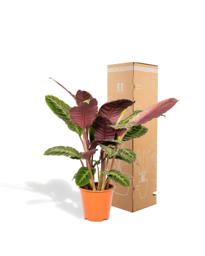 Shadowplant Calathea Warscewiczii - 65-75 cm, Ø 19 cm