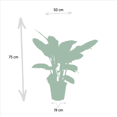 Shadowplant Calathea Warscewiczii - 65-75 cm, Ø 19 cm
