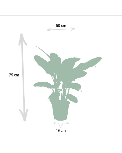 Shadowplant Calathea Warscewiczii - 65-75 cm, Ø 19 cm