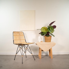 Shadowplant Calathea Mysty - 65-75 cm, Ø19 cm