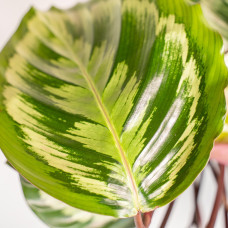 Shadowplant Calathea Mysty - 65-75 cm, Ø19 cm