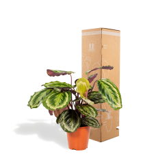 Shadowplant Calathea Mysty - 65-75 cm, Ø19 cm