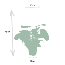 Shadowplant Calathea Mysty - 65-75 cm, Ø19 cm