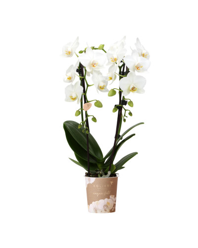 Kolibri Phalaenopsis-Orchidee Niagara Fall, Weiße - Ø9 cm